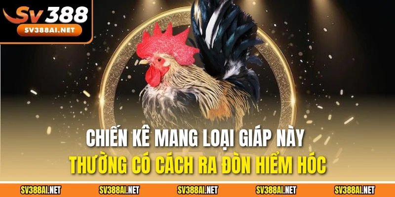 Chiến kê mang loại giáp này thường có cách ra đòn hiểm hóc