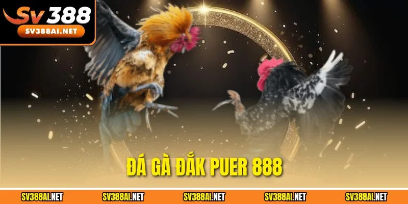 Đá Gà Đắk Puer 888 - Đấu Trường Chuyên Nghiệp Hàng Đầu Việt Nam