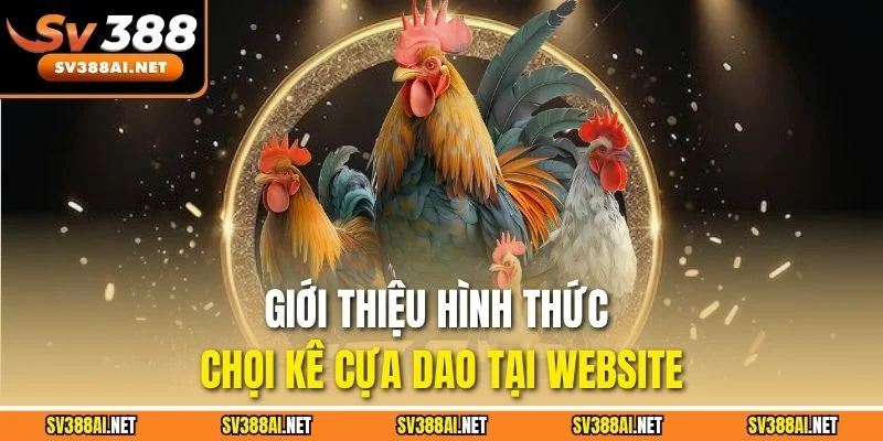 Giới thiệu hình thức chọi kê cựa dao tại website