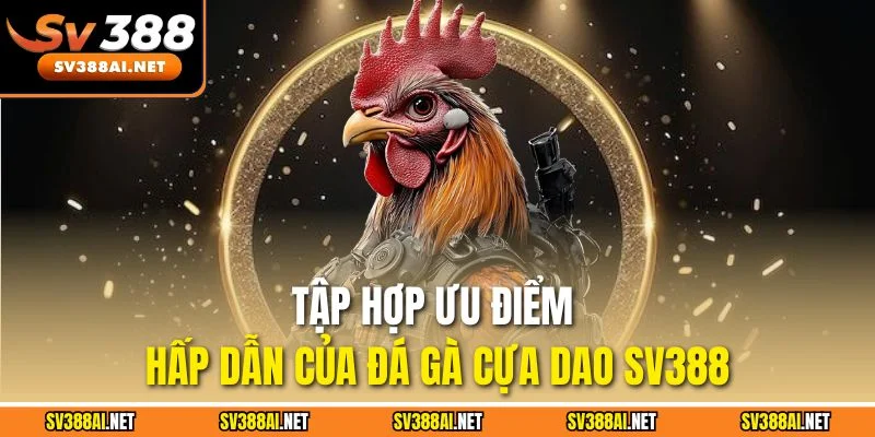 Tập hợp ưu điểm hấp dẫn của đá gà cựa dao SV388